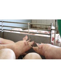 CORDE EN COTON TRESSE   2